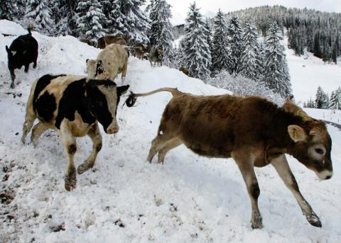 Fröhliche Jungrinder in Parpan, Graubünden