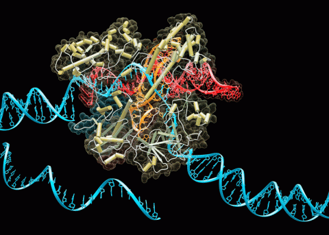 Crispr-Protein zerschneidet einen DNA-Strang