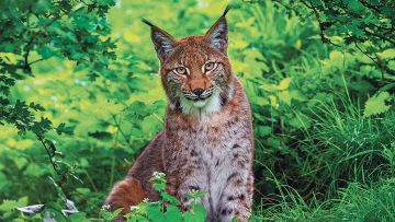 ein Luchs im Unterholz