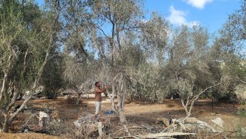 Olivenbauer Ajesch Muslih begutachtet einen beschädigten Olivenbaum