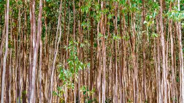 Eukalyptus-Bäume in einer Plantage