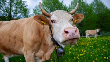 eine Simmentaler Kuh auf der Weide