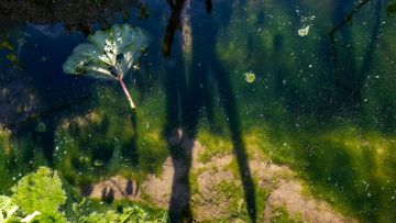 eine Wasseroberfläche mit Wasserpflanzen und Algen