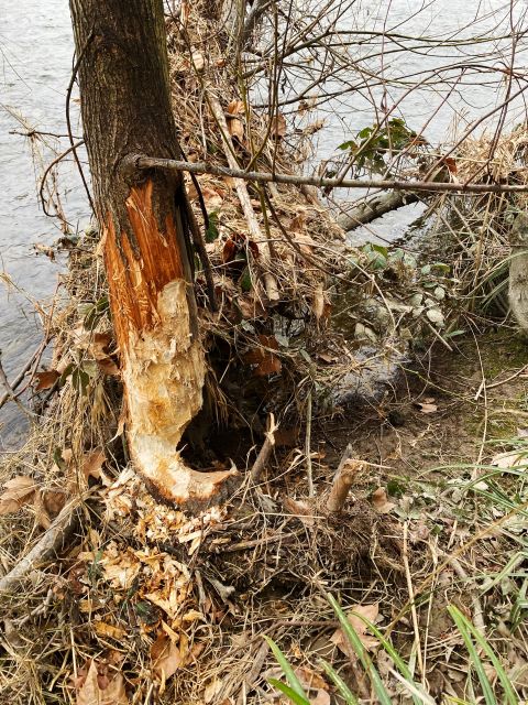 ein Baum an der Limmat mit Biberverbiss