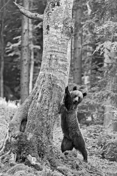 Braunbär in Siebenbürgen