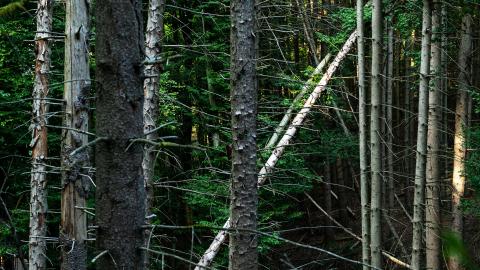 Bäume im Badener Reservat Teufelskeller