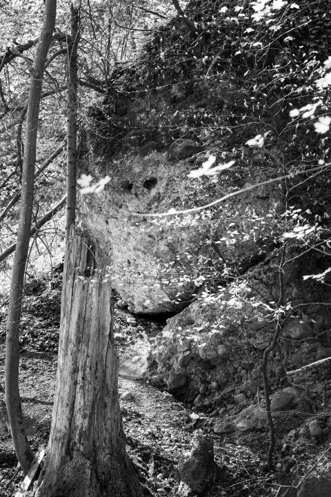 morscher Baumstumpf im Badener Reservat Teufelskeller