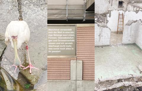 3 Fotos in Kombination: ein Schwan welcher im Wasser steht; eine Mauer (Manchmal verwandelt sich die Welt in eine einzige Melange aus Linien, Formen, Glanzabstufungen und Grössenverhältnissen und ich versteh überhaupt nicht mehr, was sonst noch alles in ihr passiert); Mauern in einem Abrisshaus