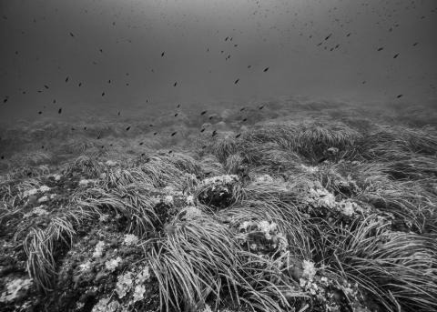 Unterwasseraufnahme: Unterwasserplanzen und kleine Fische  zehn Meter unter dem Meeresspiegel bei der Île Sainte-Marguerite bei Cannes