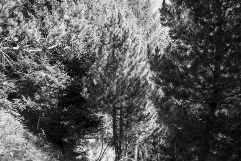 Arvenwald in Hinterrhein GR