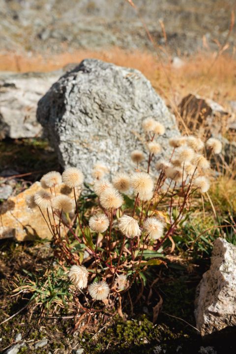 verwelkte Alpenblumen am Gletschervorfeld