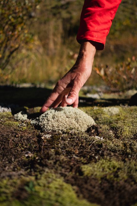 eine Hand berührt ein Moos, welches auf einem Stein wächst