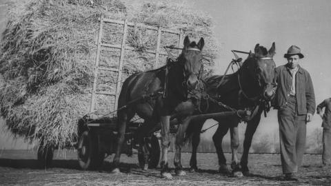 historisches Bild: ein Bauer transportiert mit einem Pferdewagen Stroh