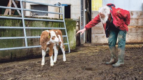 Maurus Gerber mit einem Kalb auf seinem früheren Hof in Sainte-Croix VD