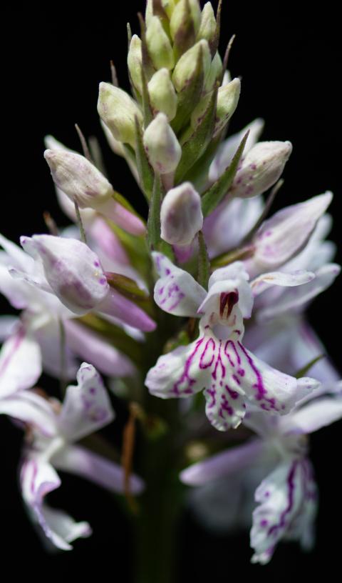 Foto der Orchidee «Fuchs’ Gefleckte Fingerwurz»