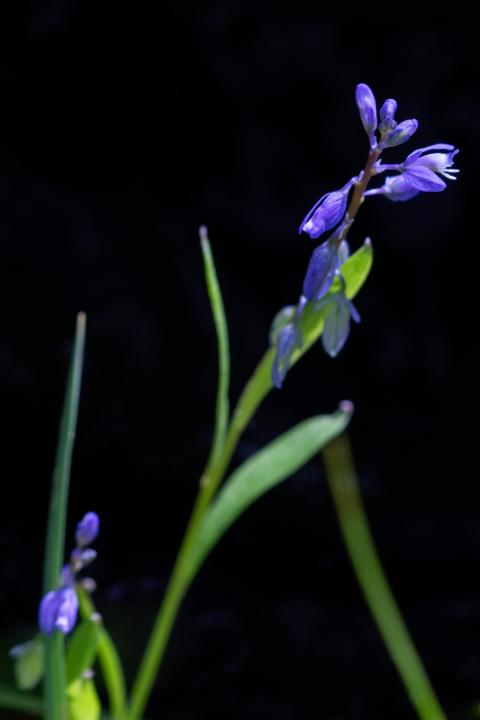 Sumpf-Kreuzblumen