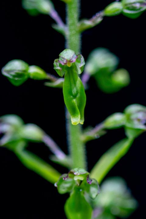 Grosses Zweiblatt