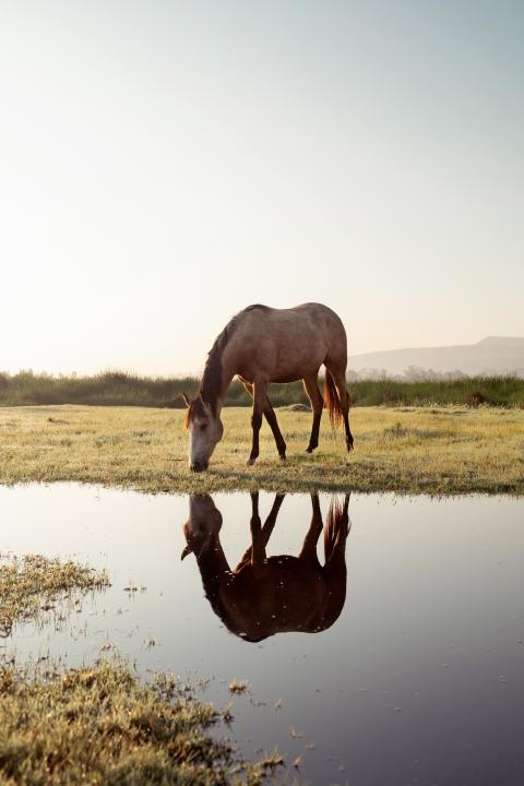 ein Pferd trinkt aus den Gewässern von Xochimilco