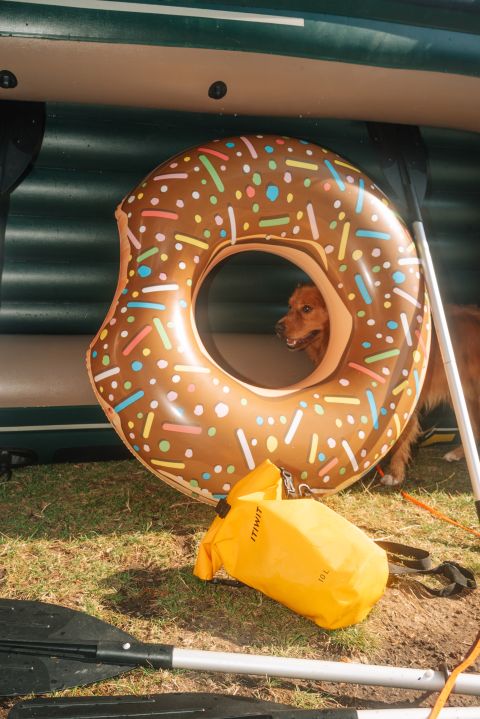 ein Hund schaut durch einen Donut-Schwimmring