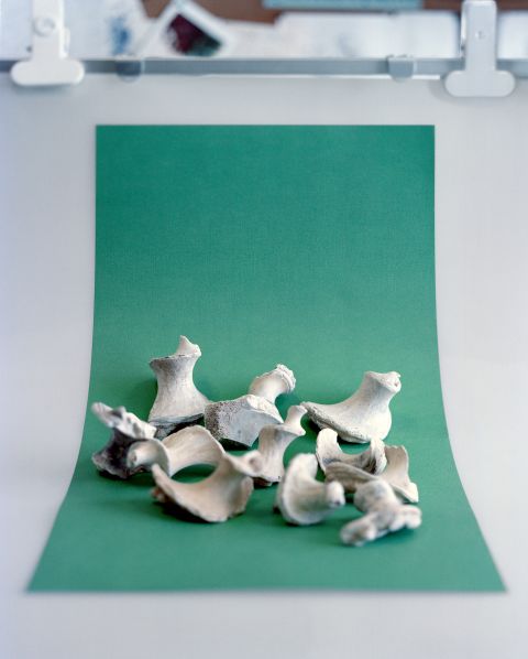 das Innere von Muscheln, versteinert
