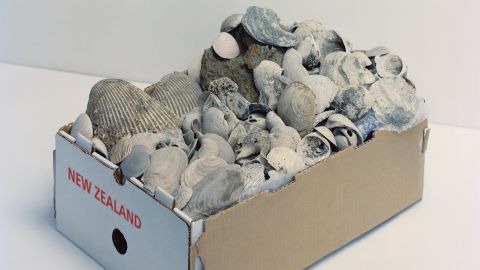 Kiste mit fossilen Muschelschalen