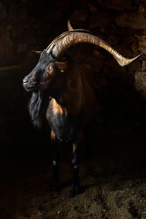 ein Ziegenbock