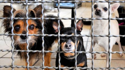 drei Kleinhunde hinter einem Gitter