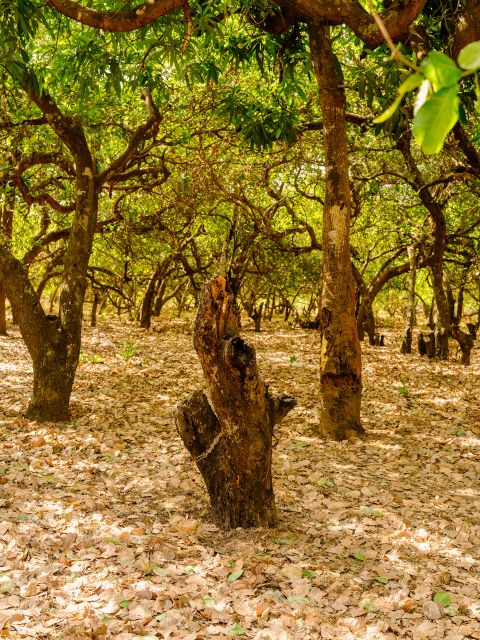 Bäume in der Cashew-Plantage