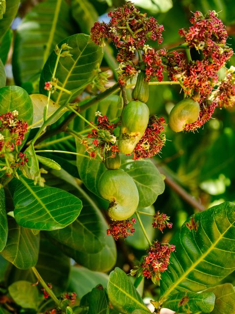 reifende Cashewfrüchte in Nhacra