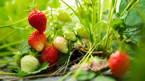 Symbolbild: eine Erdbeer-Planze mit Beeren