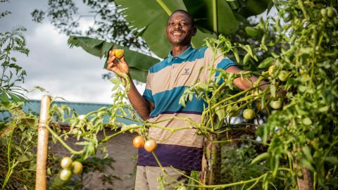 Royd Michelo hält eine selbst gepflückte Tomate in der Hand