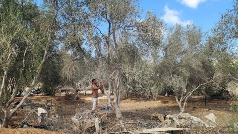 Olivenbauer Ajesch Muslih begutachtet einen beschädigten Olivenbaum