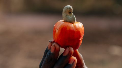 eine Hand hält einen Cashewapfel