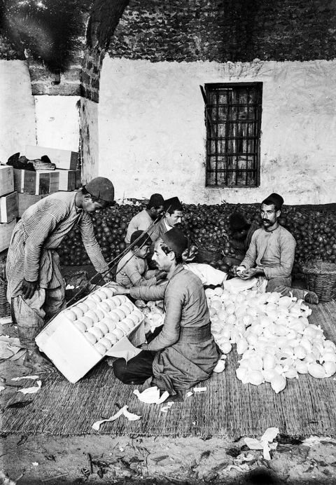 Orangenplantage in Jaffa: Früchte werden für den Transport verpackt, um 1915