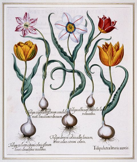 Kostbare Tulpen im Pflanzenbuch „Hortus Eystettensis“ des ­Nürnberger Apothekers Basilius Besler, Kupferstich von 1613