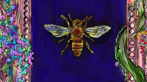 Illustration von Franziska Meyer: ein gerahmtes Bild einer Wildbiene