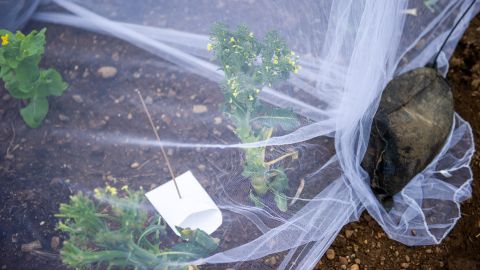 eine gepflanzte Broccoli-Planze geschützt durch ein Fliegengitter