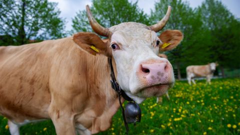 eine Simmentaler Kuh auf der Weide
