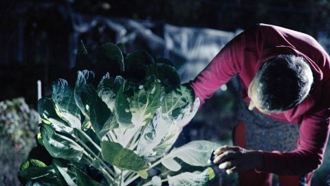 Filmstill aus «Unter Pflanzen»: ein:e Forscher:in untersucht eine Pflanze im Dunkeln