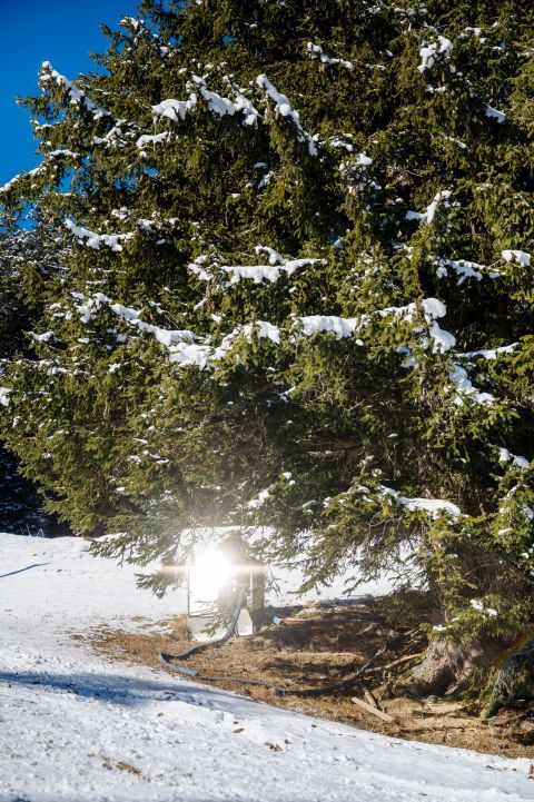 Beschneiungsanlage welche auf einer schneefreien Fläche unter einem Baum steht