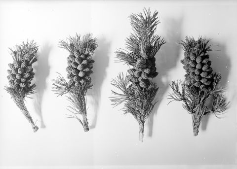 Legföhrenzweige mit Zapfen