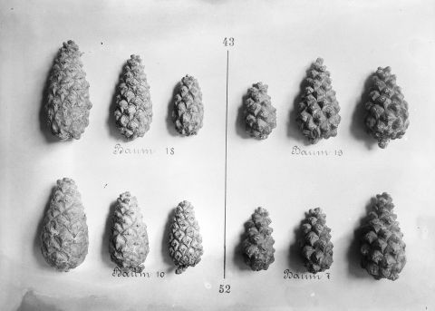 Föhrenzapfen von verschiedenen Bäumen
