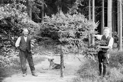 zwei Männer und ein Hund neben einer deformierten gefällten Fichte