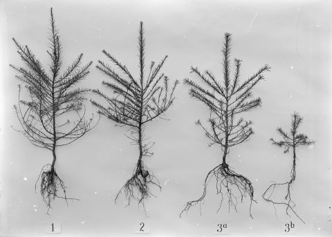 junge ausgegrabene Lärchen