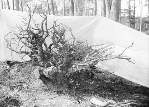 ausgegrabener Wurzelstock einer Föhre 