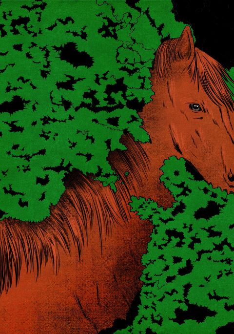 Illustration: ein Pferd steht hinter einem Gebüsch