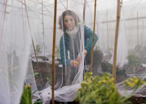 Noémi Uehlinger von der Biozüchtungsfirma Sativa im Pflanztunnel