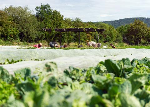 GenossenschafterInnen der regionalen Gartenkooperative Ortoloco bei der Ernte in Dietikon ZH