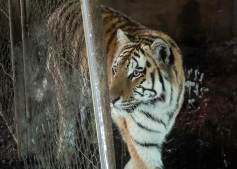 Tiger im Berner Tierpark Dählhölzli