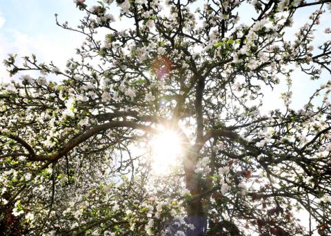 Blühender Apfelbaum im Gegenlicht